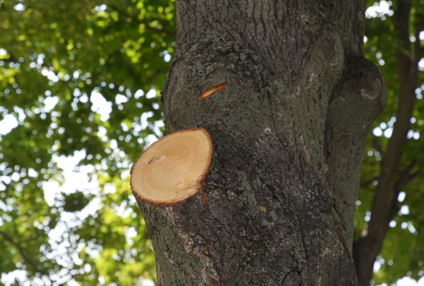 Limb Cutting in Broomfield