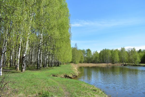 River Birch Pruning in Broomfield