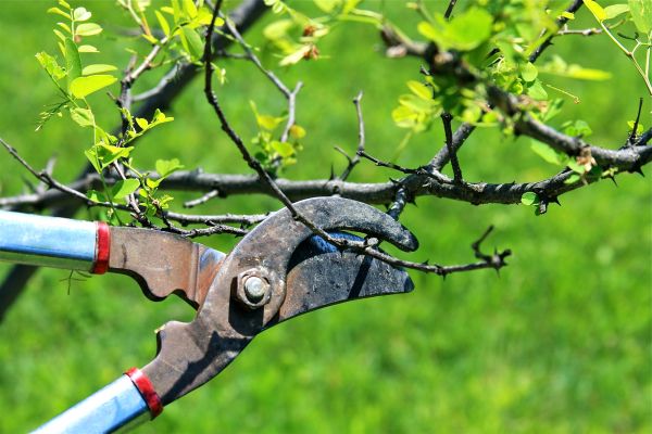 Branches Pruning in Broomfield