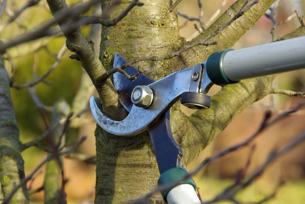 Tree Limb Trimming Service in Broomfield