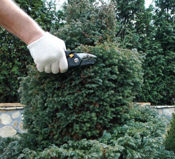 Ornamental Tree Trimming in Broomfield