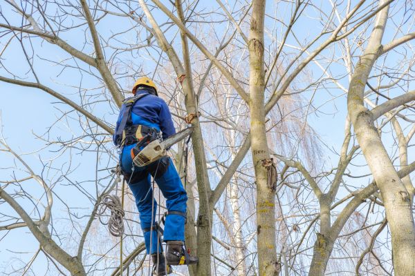 Large Tree Trimming in Broomfield