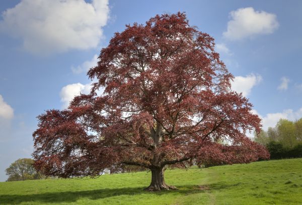 Beech Tree Pruning in Broomfield