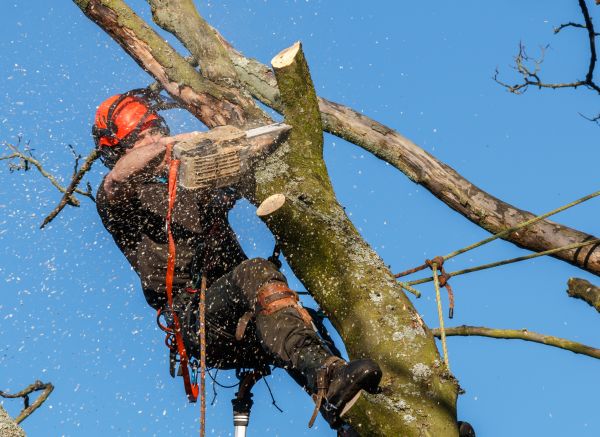 Tree Trimming Service in Broomfield
