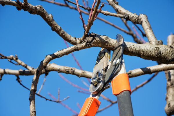 Tree Pruning in Broomfield