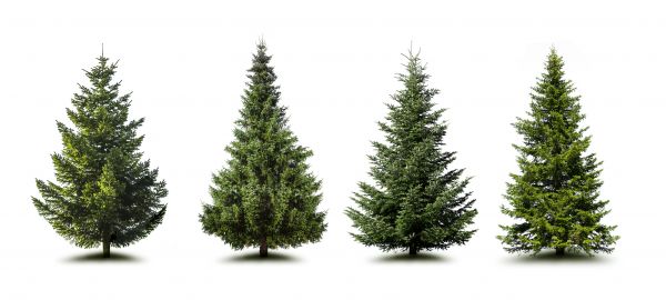 Cost of Pine Tree Trimming in Broomfield